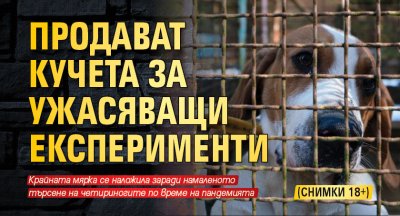 Продават кучета за ужасяващи експерименти (СНИМКИ 18+)