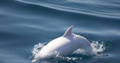 В Черно море откриха делфин албинос 