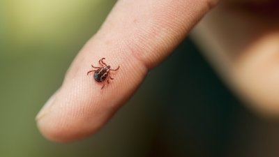 Пръскат срещу кърлежи и бълхи в Перник