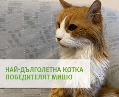 Ето я най-старата котка в България