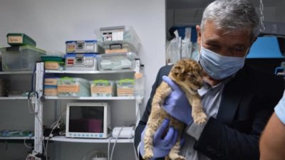 Тотомилионер осинови бедстващите лъвчета Симба и Бамби