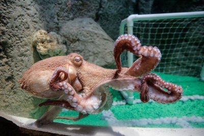 Забележително: Британец улови октопод с триметрови пипала