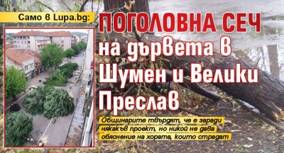 Само в Lupa.bg: Поголовна сеч на дървета в Шумен и Велики Преслав