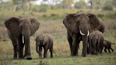 Зимбабве продаде 100 слона на Дубай