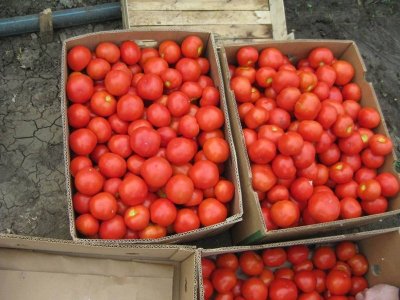 Вносните домати и краставици вече са по-евтини