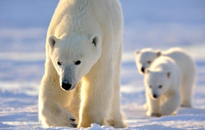 Белите мечки в Арктика се увеличават