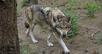 Германия улесни избиването на вълци