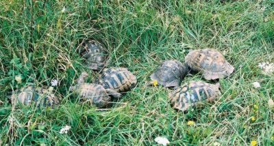 Иззеха от бракониери 38 костенурки