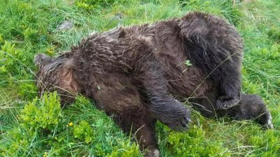 Изроди убиха мечка над Велинград