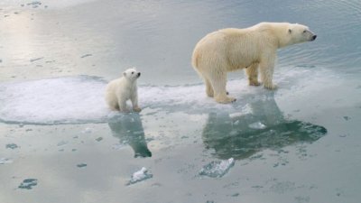 Белите мечки изчезват до края на века