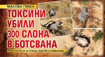 МАСОВА ГИБЕЛ: Токсини убили 300 слона в Ботсвана
