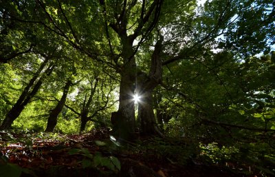 Откриха изгубен 78-годишен берач на гъби край село Равногор