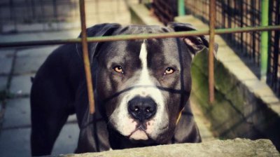 Питбул разкъса и уби друго куче близо до детска площадка