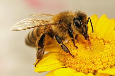 Загубата на пчели причинява недостиг на важни храни