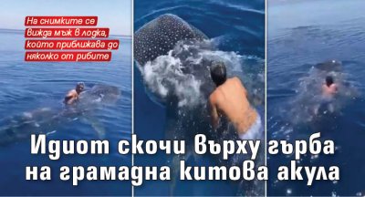 Идиот скочи върху гърба на грамадна китова акула