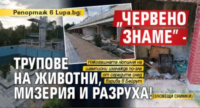 Репортаж в Lupa.bg: "Червено знаме" - трупове на животни, мизерия и разруха! (ЗЛОВЕЩИ СНИМКИ)