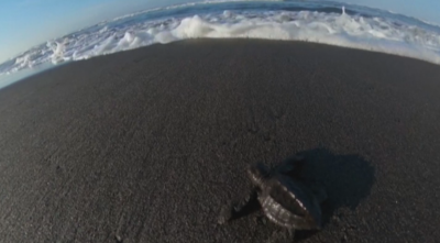 Пуснаха новоизлюпени костенурки в океана в Гватемала