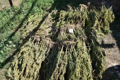 Полицаи откриха сушилня за марихуана край Пещера