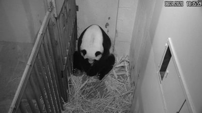 Бебе панда зарадва зоопарка във Вашингтон 