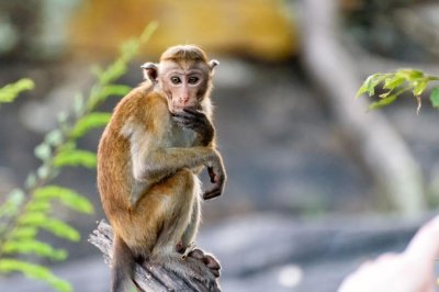 Настаняват маймуните в столичния зоопарк в новите клетки