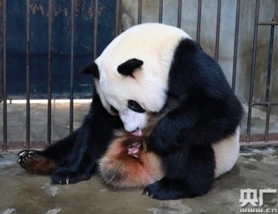 Панда роди близнаци в развъдник в Китай