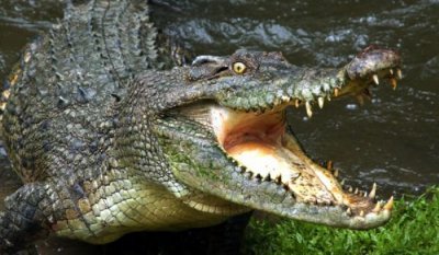 ГЕРОЙ: Момче измъкна братчето си от челюстта на крокодил