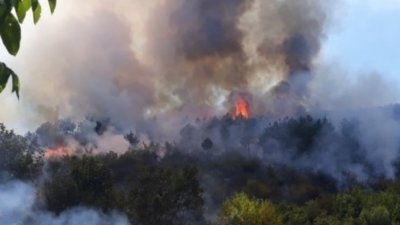 11-годишно момче подпалило гората край Девин