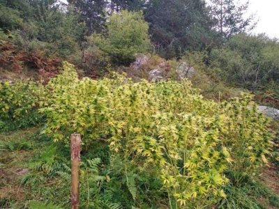 Разбиха наркооранжерия в Пиринско (СНИМКИ)