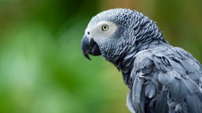 Лоши обноски: Зоопарк изолира папагали, псували посетителите