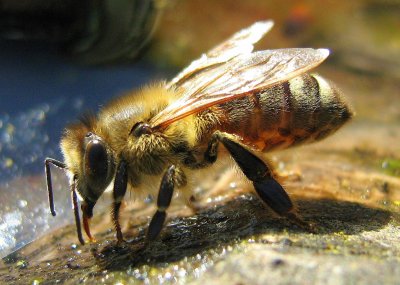 Пчели пазят минерални извори в Родопите