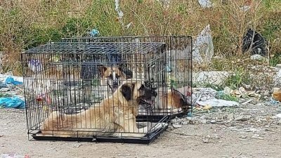 ИЗРОДИ: Кучета в клетки хвърлени на сметището в Самоков