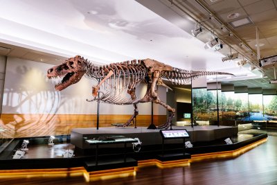 Продадоха скелет от тиранозавър за $31,8 млн.