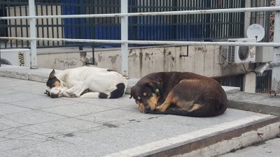 261 кучета кастрирани безплатно в София