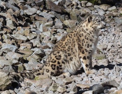 Снежен леопард е новата атракция в столичния зоопарк 