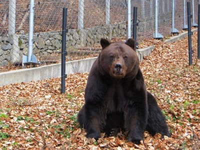 Мечките в Парка край Белица се готвят за зимен сън 