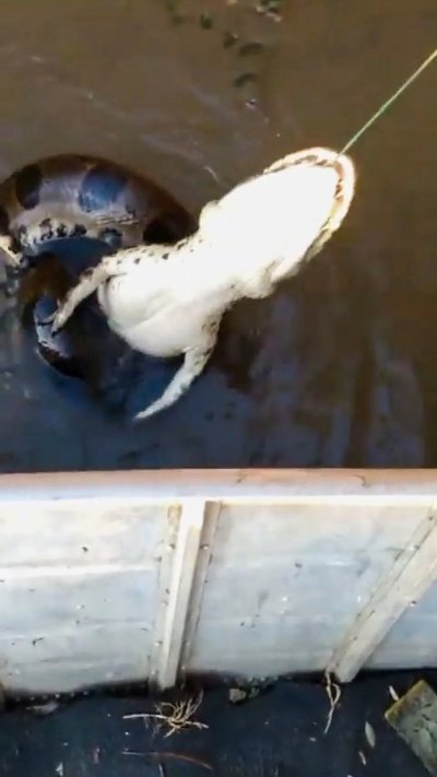 Рибар улови алигатор, сгащен от анаконда (СНИМКА)