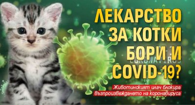 Лекарство за котки бори и COVID-19?