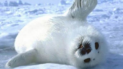 7000 бебета тюлени измират в Намибия 