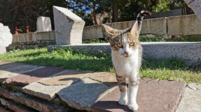 Почина котката Гли - талисман на „Света София” в Истанбул