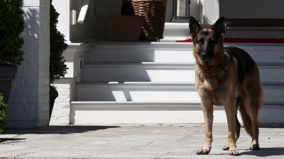 Кучето на Байдън ще бъде първият взет от приют обитател на Белия дом