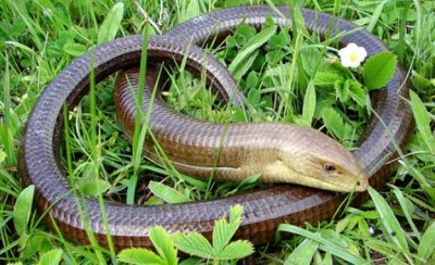 Отровна змия налетя на секс с градински маркуч