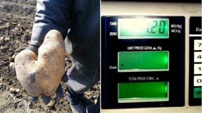 Еко картоф гигант отгледа земеделец в Брезнишко