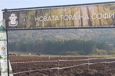 Засадиха 9 500 дръвчета в Новата гора на София