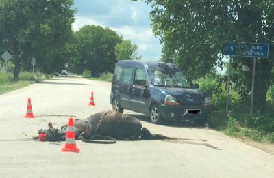 Мъж уби с моторна резачка кон и рани стопанина му