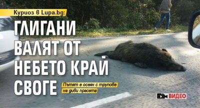 Куриоз в Lupa.bg: Глигани валят от небето край Своге (ВИДЕО)