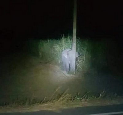 Вижте как се крие срамежливо слонче