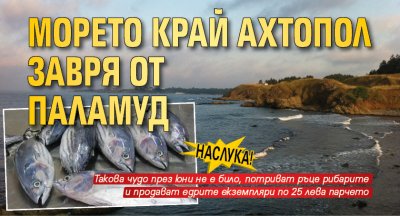 Наслука! Морето край Ахтопол завря от паламуд