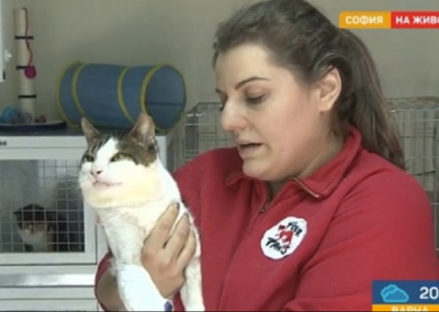 Ветеринари спасиха коте с отрязани крака