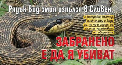 Рядък вид змия изпълзя в Сливен, забранено е да я убиват