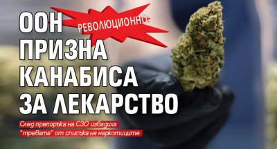 Революционно: ООН призна канабиса за лекарство